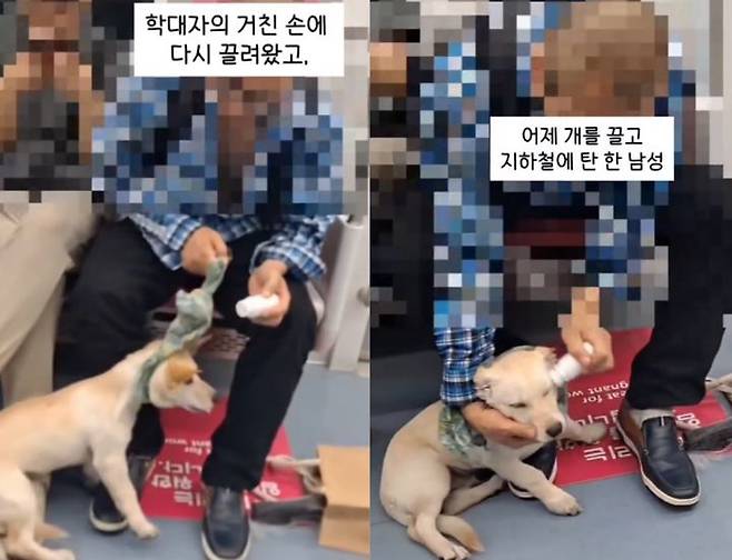 [뉴시스] 지하철서 한 남성이 자신의 반려견을 붇잡아 물파스를 바르는 모습. (출처=동물보호단체 '케어') *재판매 및 DB 금지