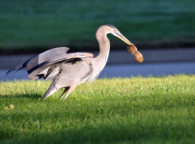 왜가리가 쥐사냥에 성공해 부리로 물고 있다./U.S. Air Force photo/Linda Welz