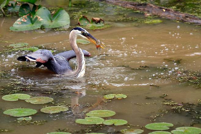 물고기 사냥에 성공한 왜가리./National Park Service