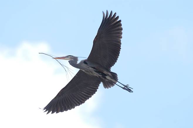 둥지 재료 나뭇가지를 입에 문 왜가리가 특유의 목을 구부린 비행자세로 날고 있다./National Park Service