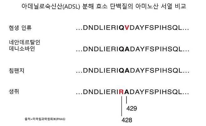 ADSL 효소 단백질에서 현생인류와 네안데르탈인, 데니소바인, 침팬지, 생쥐의 아미노산 서열 차이. 현생 인류의 429번째 아미노산이 다른 고인류와 달라졌다. 이로 인해 현생 인류의 ADSL 효소 활성이 감소했다. 생쥐는 428번째 아미노산이 바뀌었는데, 이는 ADSL 활성에 영향을 미치지 않는다. 미국립과학원회보