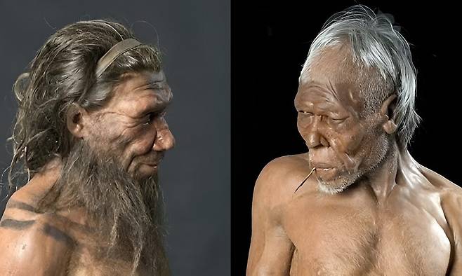 네안데르탈인(왼쪽)과 현생 인류(오른쪽) 모습을 재현한 조형물. 런던자연사박물관