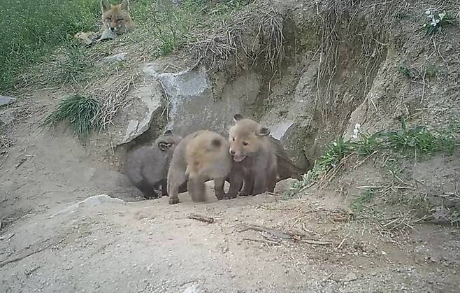 올해 방사되는 여우들의 지난해 출생 당시 모습. 국립공원공단 제공