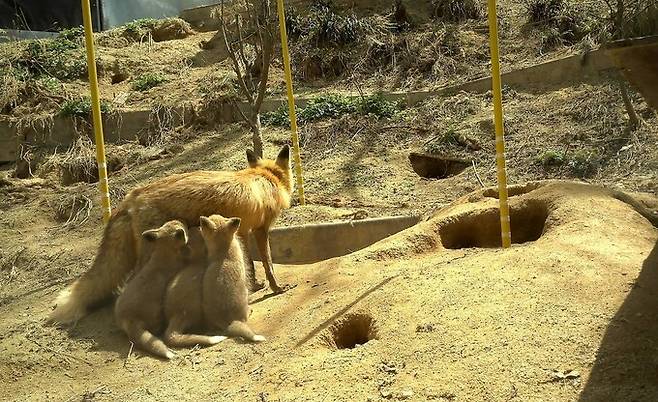 올해 방사되는 여우들의 지난해 출생 당시 모습. 국립공원공단 제공
