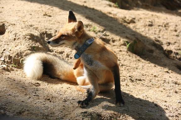 자연으로 방사되는 여우들의 자연적응장 활동 모습. 국립공원공단 제공