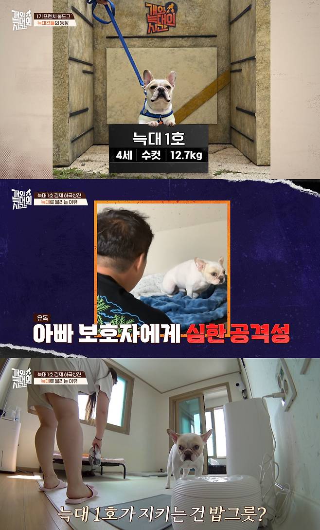 강형욱이 반려견 보호자의 태도에 분통을 터트렸다. /사진=채널A '개와 늑대의 시간' 방송화면