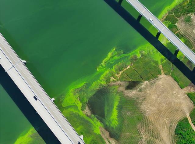 ▲전국 대부분 지역에 폭염이 이어진 28일 강원 인제군 소양호 상류에 발생한 녹조가 수면을 뒤덮고 있다. ⓒ연합뉴스