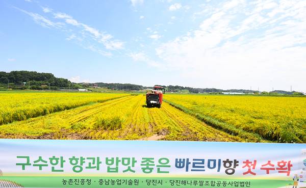 절기상 입추(立秋)인 7일 충남 당진시 송악읍의 한 들녘에서 농부가 가장 빠른 벼 빠르미향을 수확하고 있다. 김주형 기자 kjh2667_@cctoday.co.kr