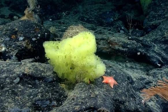 지난 2021년 7월 발견된 해면과 불가사리. 사진=미 연방해양대기청(NOAA)