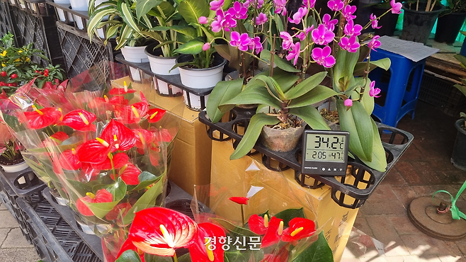서울 동대문구 제기동에서 꽃집 노점을 운영하는 김모씨(73)의 노점에 온도계가 34.2도를 가리키고 있다. 강한들 기자