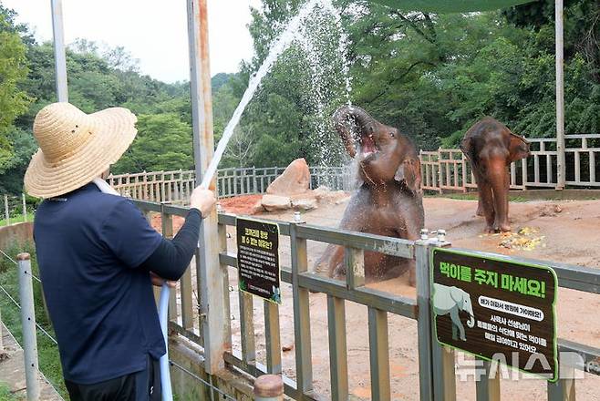 [광주=뉴시스] 7일 오전 광주 북구 우치공원 동물원에서 코끼리들이 사육사가 뿌려주는 물을 맞으며 더위를 이겨내고 있다. (사진=광주시 제공) 2025.08.07. photo@newsis.com