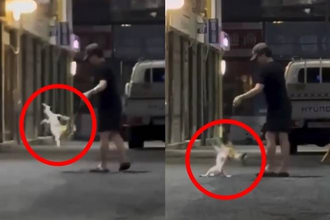 부산에서 한 남성이 강아지의 목줄을 잡고 학대하는 것으로 추정되는 영상이 온라인상에서 확산하자 경찰이 입건 전 조사에 나섰다. 사진은 강아지가 학대당하는 장면. 인스타그램 캡처