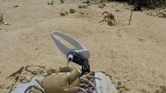 로봇 게가 암컷을 유혹하기 위해 집게 발을 흔드는 모습 (사진=조 와일드)