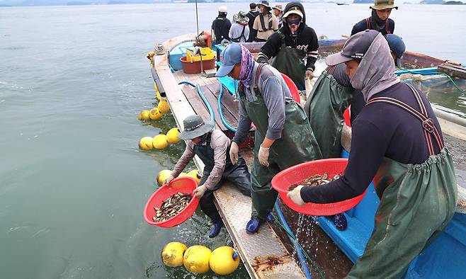지난달 29일 고수온주의보가 발령된 충남 서해 천수만에서 가두리양식장을 운영하는 어민들이 8일 폐사를 막기 위해 조피볼락들을 바다에 풀어주고 있다. 이날 천수만에서는 조피볼락 67만9000마리가 방류됐다. 태안군 제공