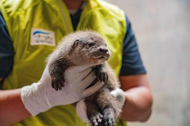 서울어린이대공원 쌍둥이 수달 - 서울시설공단은 서울 광진구 서울어린이대공원 동물원 역사상 처음으로 유라시아수달이 태어났다고 8일 밝혔다. 서울시 제공
