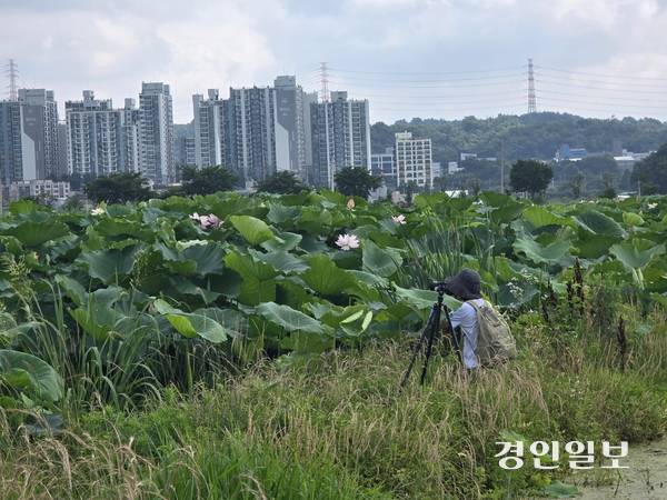 시흥 관곡지. 시흥/김성주기자 ksj@kyeongin.com