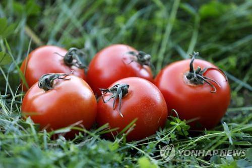 (토마토)