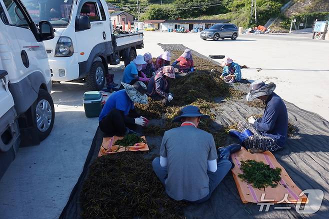 나배마을 어촌계 주민들이 뜸부기 선별 작업을 하고 있다. 2025.8.8/뉴스1 ⓒ News1 조영석 기자