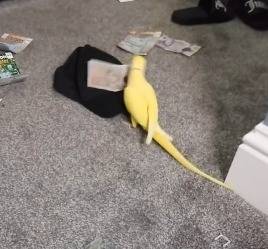 영국의 한 마약 조직 총책의 여자친구가 기르던 앵무새가 지폐를 갖고 노는 모습 <출처=블랙풀 경찰 페이스북>