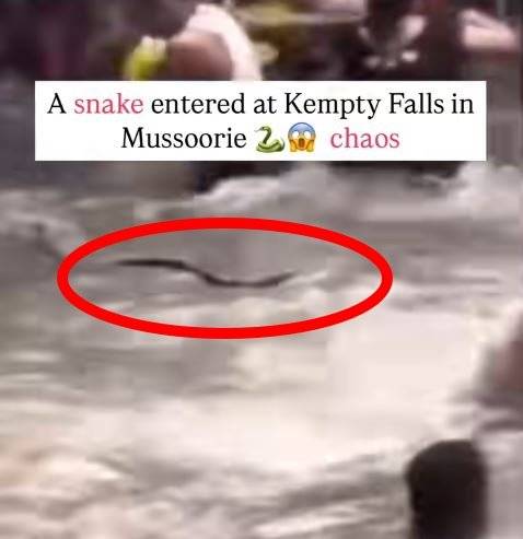 인도 우타라칸드주 켐프티 폭포에서 물놀이를 즐기던 사람들 사이로 뱀 한 마리가 나타났다. 페이스북 Little Dehradun Stories 갈무리