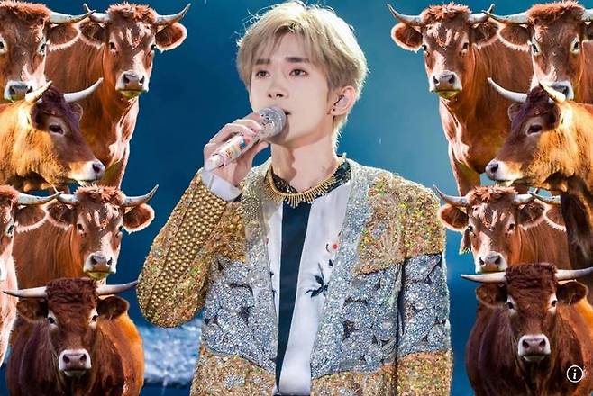 [뉴시스] 중국의 유명 연예인 이양천희의 콘서트를 가기 위한 방법 중 하나인 송아지 입양하기가 논란을 일으켰다. 2025.08.08. (사진=SCMP) *재판매 및 DB 금지
