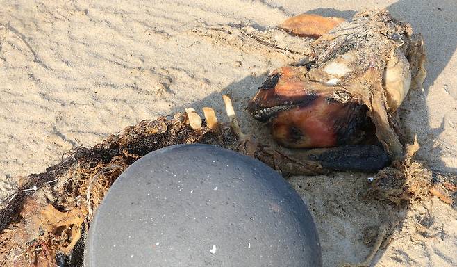 ▲ 인천 옹진군 굴업도 목기미 해변. 쓰레기 근처에 상괭이 사체 1마리가 방치돼 있다. 사체는 오래되어 뼈만 남은 상태였다./이재민 기자 leejm@incheonilbo.com