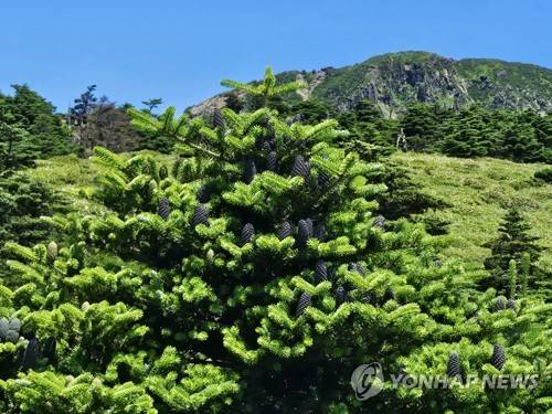 한라산 남벽 일대의 구상나무
