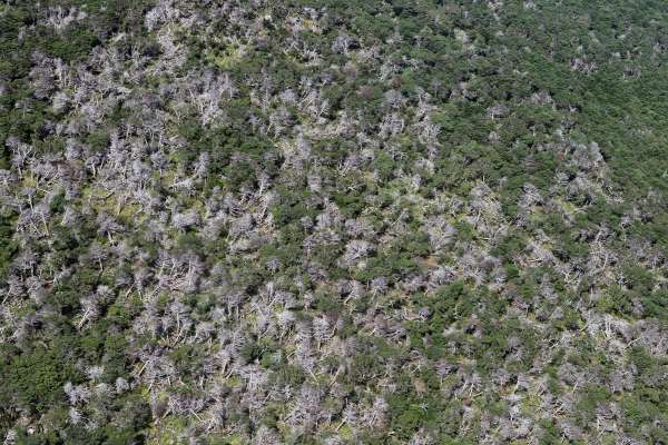 고사하는 한라산 구상나무 숲