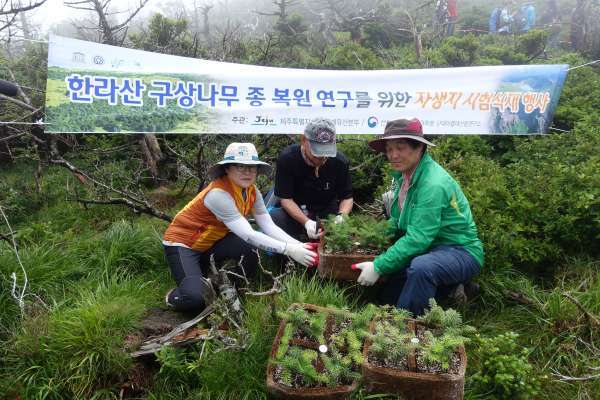 구상나무 복원 활동 * 지난 2017년 7월 국립산림과학원 관계자들