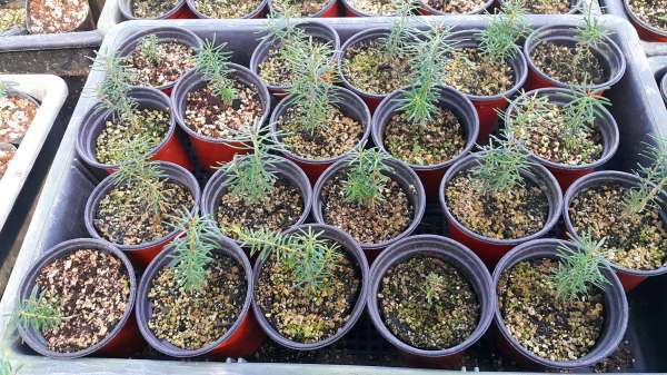 구상나무 묘목들