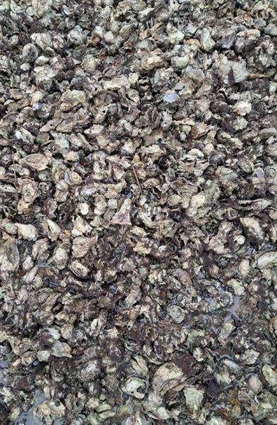 대부분 폐사한 굴이 집단으로 모여 있다.