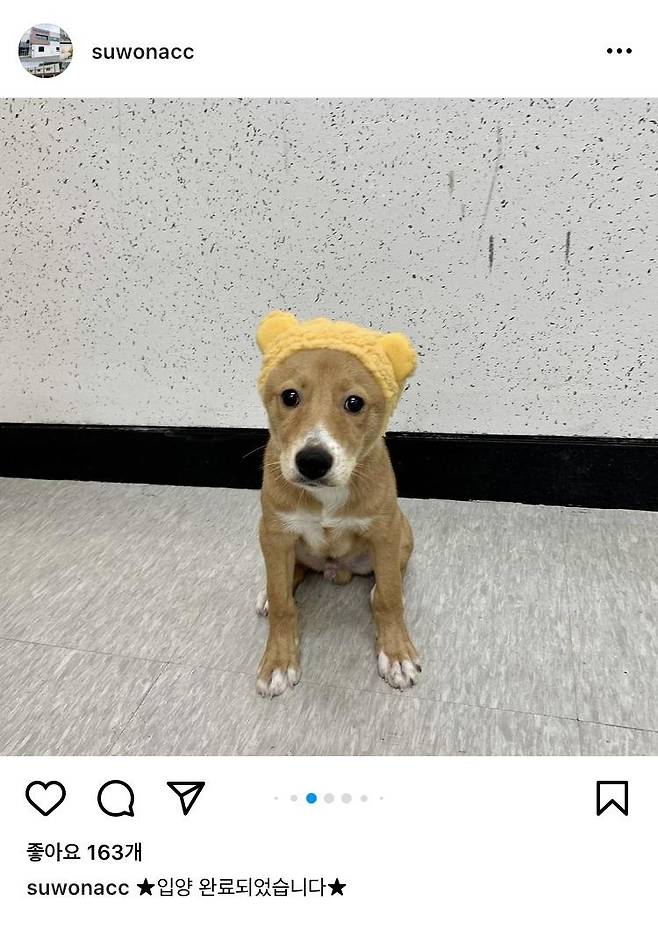 모루의 입양공고 사진(인스타그램 naaaa0_2 제공) ⓒ 뉴스1
