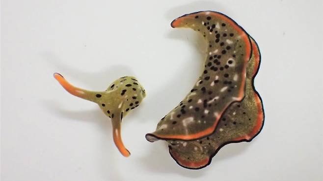 갯민숭달팽이(Elysia cf. marginata)가 스스로 목을 잘라낸 뒤 머리와 몸통의 모습. 머리에선 다시 몸통이 자라났다. 하지만 남은 몸통은 몇 달은 살지만 결국 부패했다./나라 여성병원