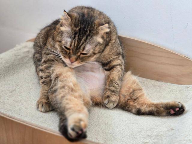 벽에 등을 기대앉아 쉬는 시간을 좋아하는 니케. 동물권행동 카라 제공