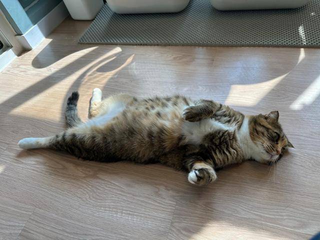 아레는 묘사에 사람이 들어오면 제일 먼저 다가와 엉덩이를 두들겨 달라고 요구할 정도로 사람을 따른다. 카라 제공