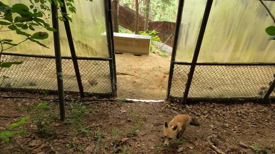 6일 붉은여우가 복원시절을 빠져나가 야생으로 향하고 있다. 국립공원공단은 복원시설 출입문을 개방해 여우가 자연스럽게 시설 밖으로 나가는 형태로 방사를 진행했다. 국립공원공단 제공
