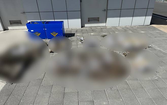 압수한 나도 양귀비.&nbsp;제주해양경찰청 제공