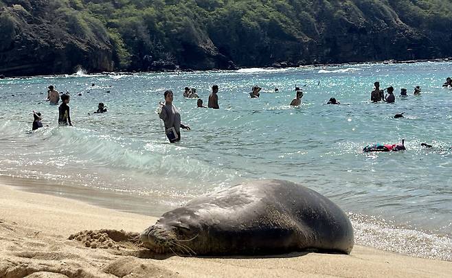 ▲&nbsp;미국 하와이주 오아후섬의 하나우마 베이(Hanauma Bay)에서 물범이 잠을 자고 있다. 주변에서는 관광객들이 아랑곳하지 않고 휴식을 취하고 있다. &nbsp;/이재민 기자 leejm@incheonilbo.com