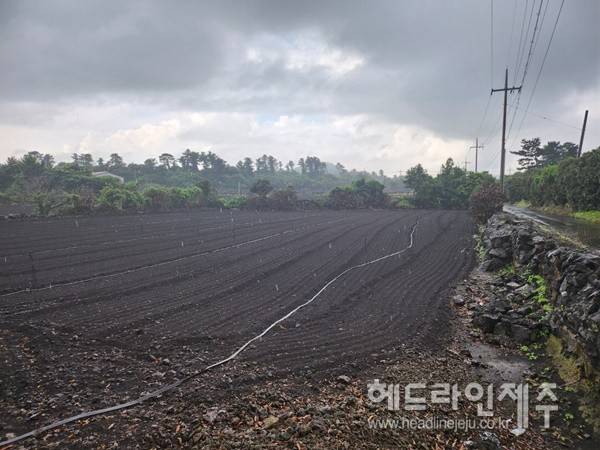 호우특보가 내려진 11일 제주도 동부지역과 서부지역에 모처럼 많은 비가 내리면서 가뭄은 완전히 해갈된 것으로 나타났다.