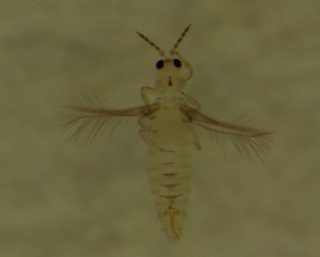 볼록총채벌레 모습. 사진=농업기술원 제공