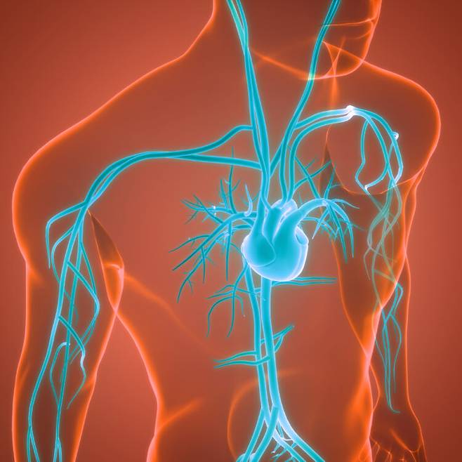 심장과 연결 혈관 개념도. 당뇨를 제대로 관리하지 않을 경우 심장혈관질환과 뇌혈관질환 발병 가능성이 높아진다. [사진=게티이미지]