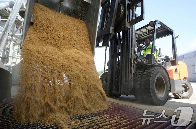 2024년산 추곡 수매를 시작한 25일 경기 화성시 비봉면 수라청연합농협미곡처리장(RPC)에서 관계자들이 벼를 수매하고 있다. (사진은 기사 내용과 무관함) 2024.9.25/뉴스1 ⓒ News1 김영운 기자