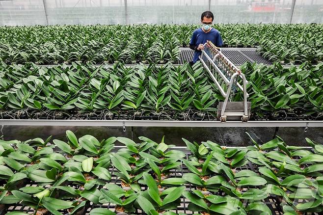 대만 타이난 시 허우 구에 위치한 매력농업(Charming Agriculture) 농장에서 한 직원이 5일 난초 화분에 물을 주고 있다. 2025.08.05 ⓒ AFP=뉴스1