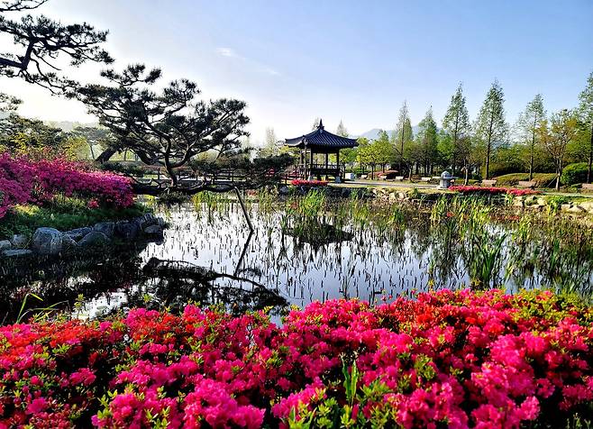 봄철 신정호 연꽃정원. 아산시 제공