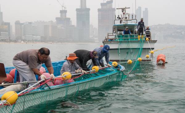 2017년 부산 해운대해수욕장 앞바다에서 해운대구가 어선을 동원, 해파리 차단망을 설치하고 있다. 국제신문 DB