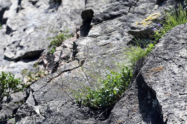백두대간 석회암 지대에 서식하는 희귀식물 가는대나물. 한국수목원정원관리원