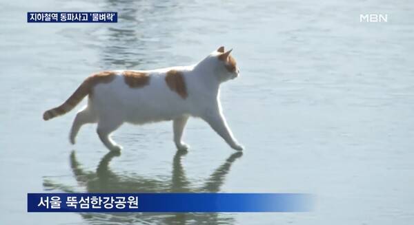 ▲ 2021년 12월 MBN 기사 갈무리. 해당 영상이 '밈'으로 퍼져 '꽁냥이 챌린지'가 완성됐다.