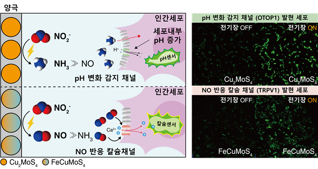 전기 신호로 원하는 신호물질을 합성하는 바이오전기합성 플랫폼 모식도 왼쪽)와 이를 활용한 세포 정밀 제어 결과(오른쪽).[KAIST 제공]