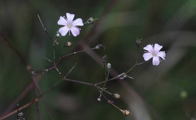 백두대간 석회암 지대에 서식하는 희귀식물 가는대나물 꽃[국립백두대간수목원 제공]
