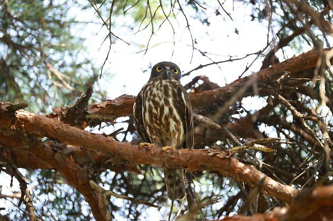 울주군 상북면 야산의 소나무에서 천연기념물 '솔부엉이'가 둥지를 틀고 새끼를 길러내는 과정이 관찰됐다. ⓒ윤기득 작가